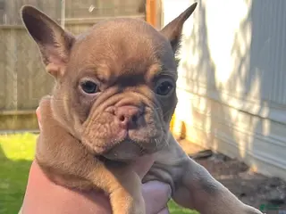 Mixed Breed dogs Love - Ad 7