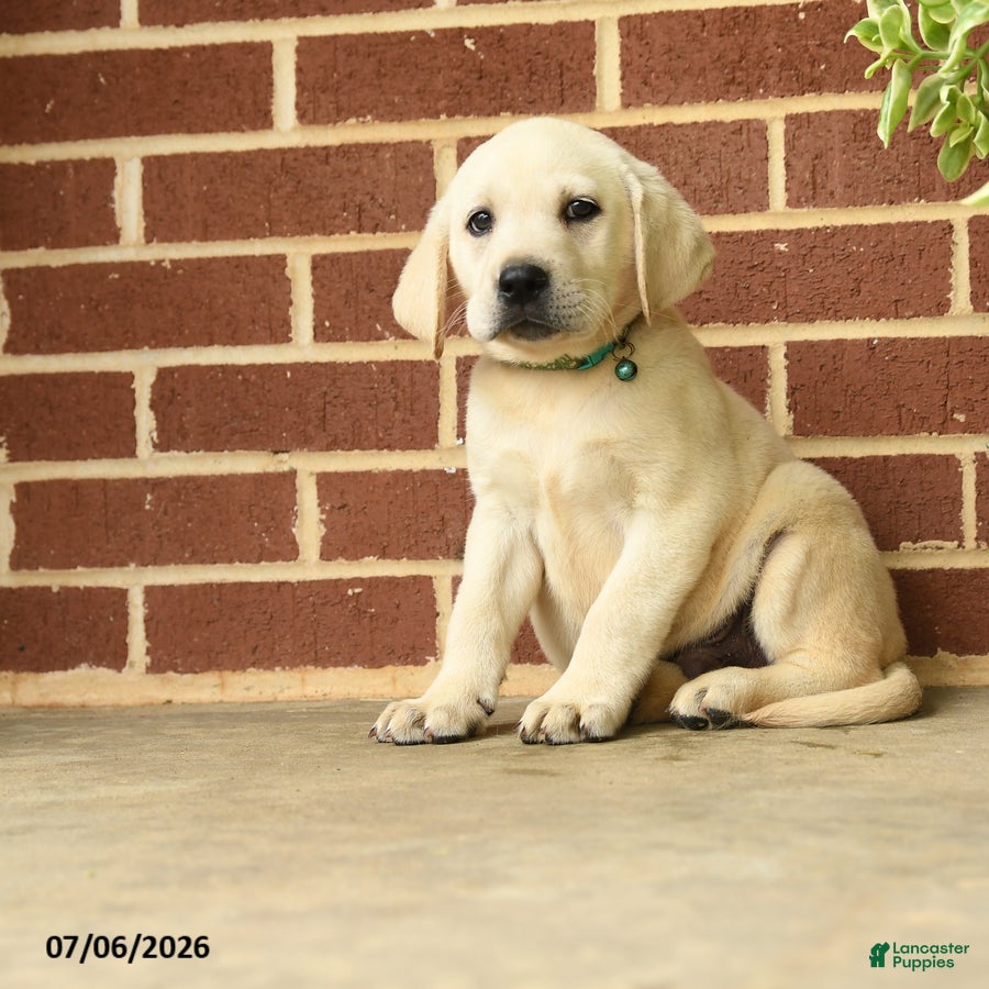 Labrador Retriever dogs Dynamite - Ad 1
