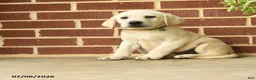 Labrador Retriever dogs for sale: Dynamite - Ad 1