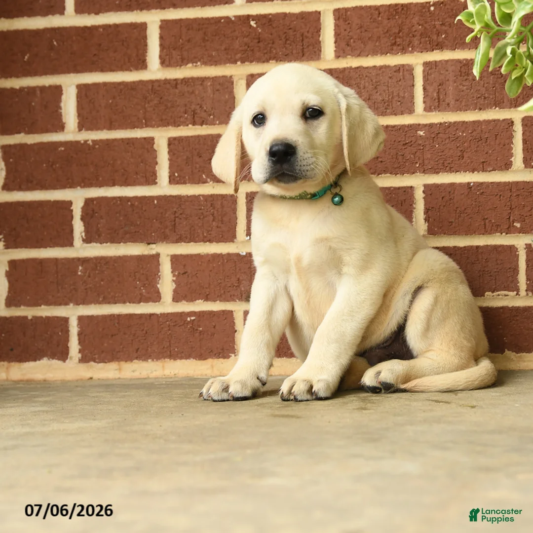 Labrador Retriever dogs for sale: Dynamite - Ad 1