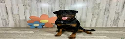 Rottweiler dogs for sale:  Betty - Ad 4