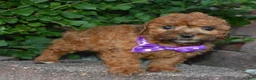 Shihpoo dogs for sale: Snickers - Ad 10
