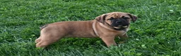Mixed Breed dogs for sale: Bella - Ad 5