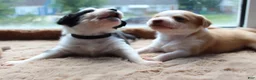 Mixed Breed dogs for sale: Mixed Breed 3 - Ad 3