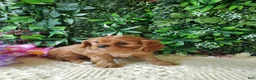 Cavalier King Charles Spaniel dogs for sale: Belle - Ad 7