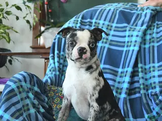 Boston Terrier dogs Derek - Ad 27