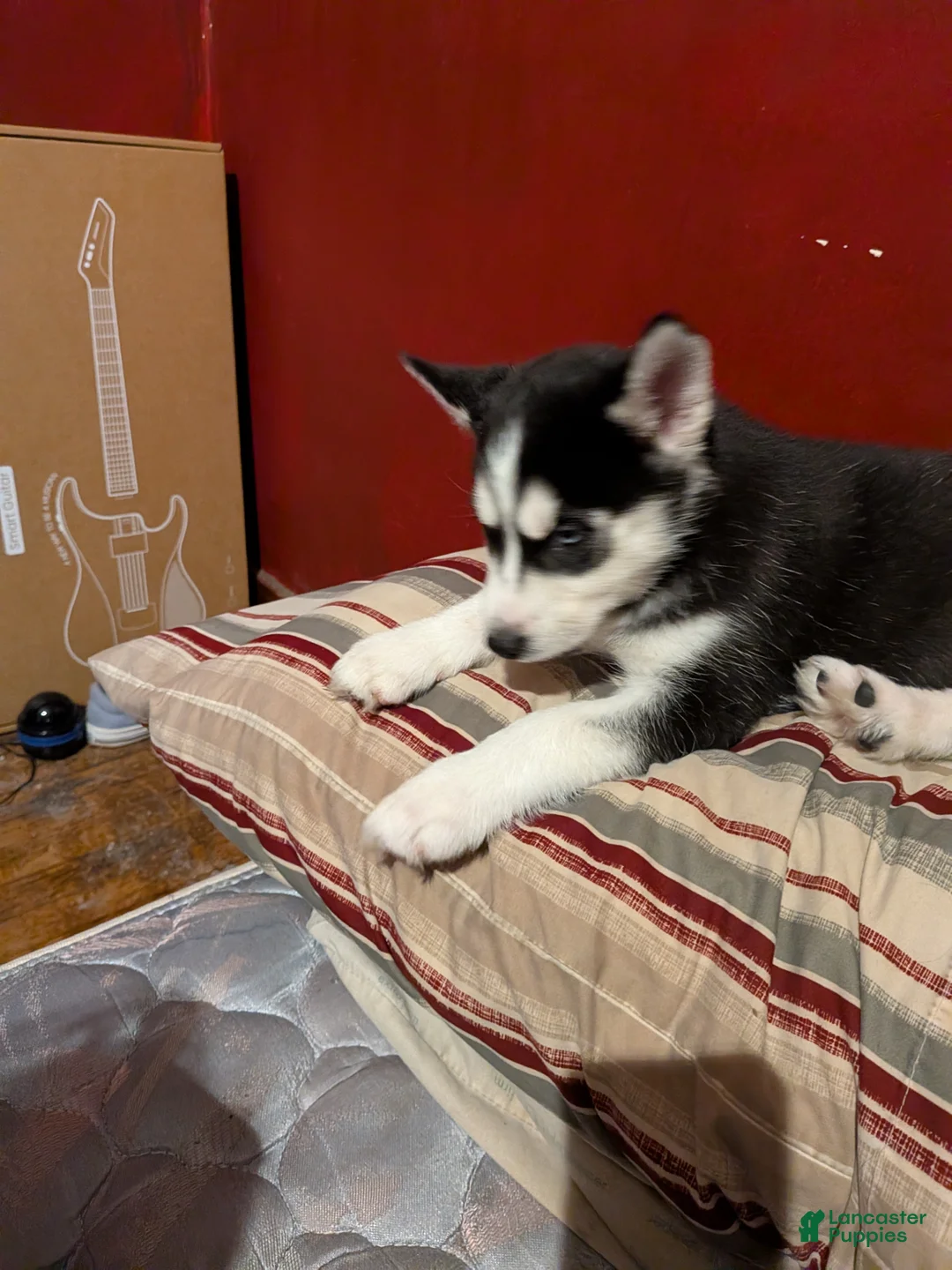 Siberian Husky dogs for sale: Siberian Husky Puppy 1 - Ad 1