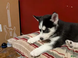 Siberian Husky dogs Siberian Husky Puppy 1 - Ad 28