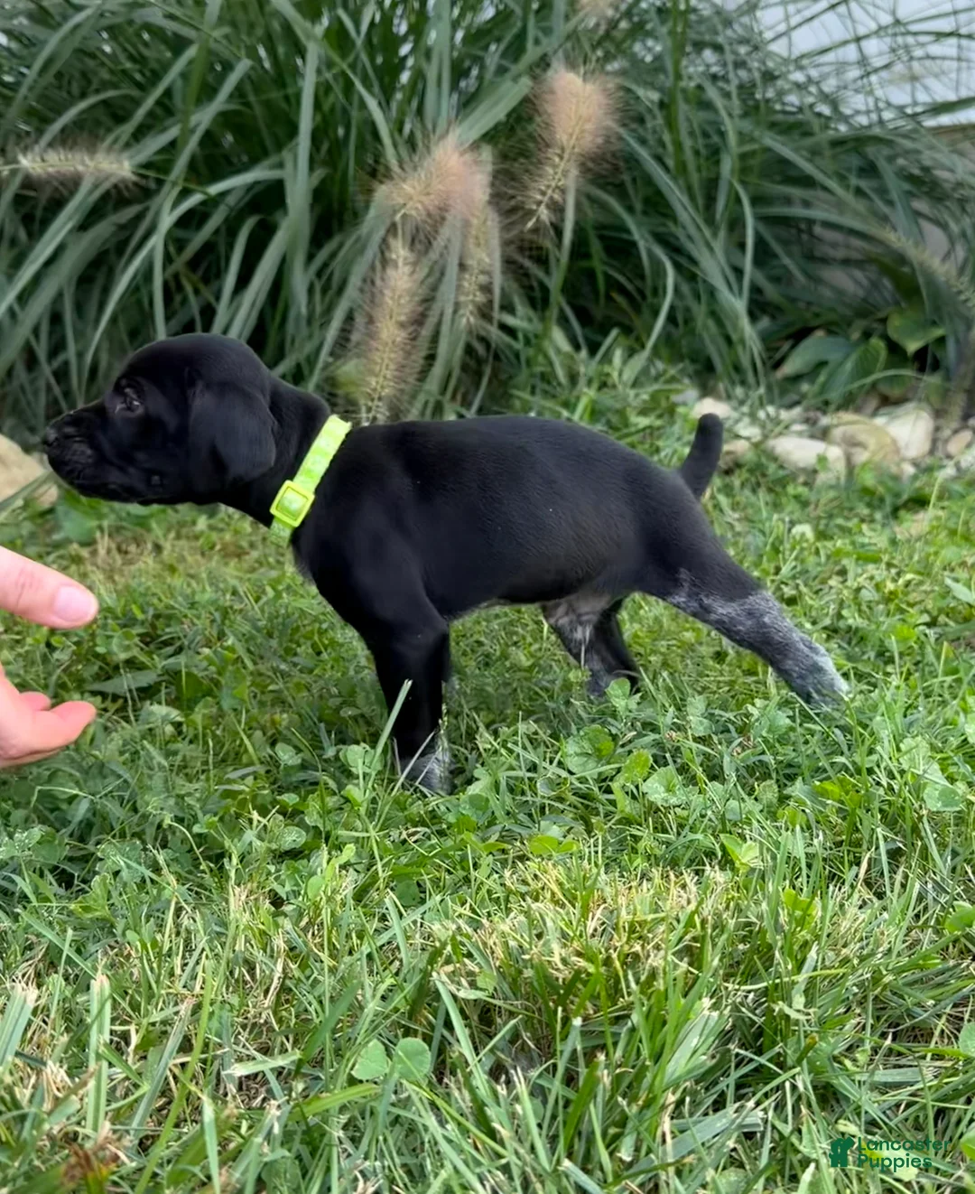 German Shorthaired Pointer dogs for sale: German Shorthaired Pointer 1 - Ad 2