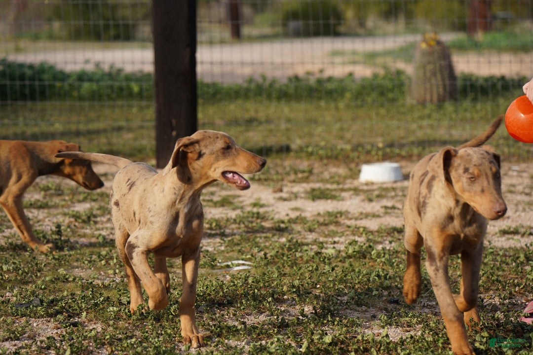 Mixed Breed dogs for sale: Lilac Fawn Merle F1 RT - Ad 13