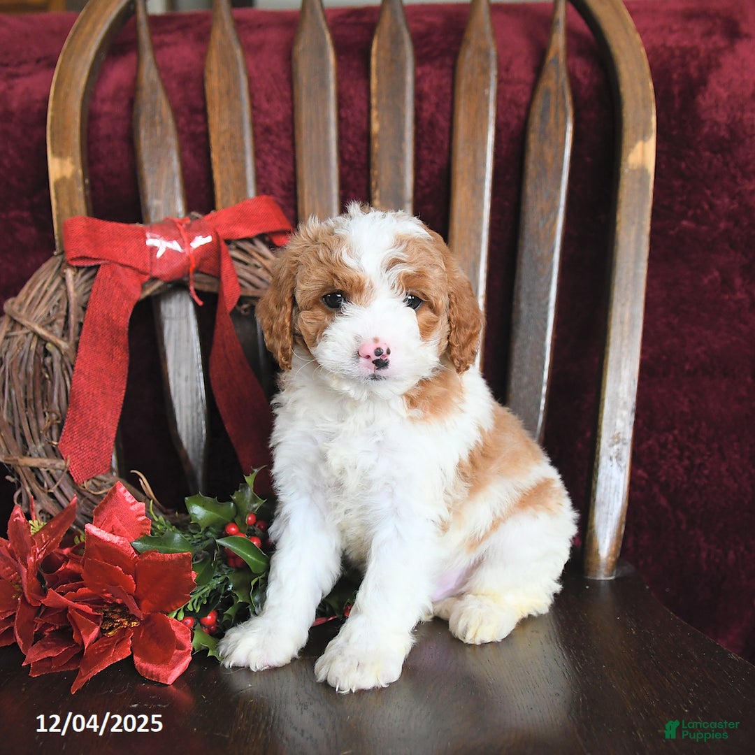 Cavapoo dogs for sale: Marlin - Ad 2