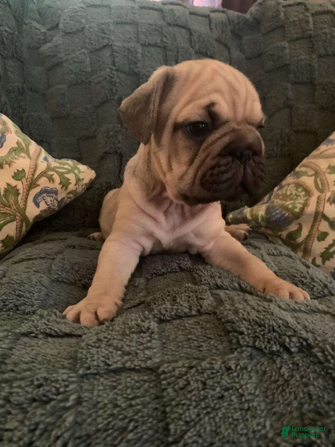 Frug dogs for sale: Wolf - Ad 1