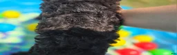 Cavapoo dogs for sale: Twink - Ad 5