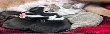 Rare lilac Boston terrier