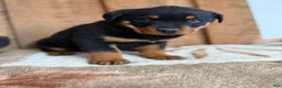 Rottweiler dogs for sale: Leo - Ad 7