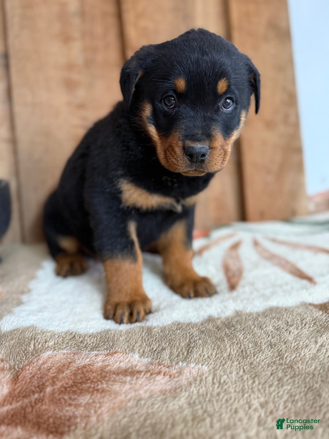 Rottweiler dogs for sale: Leo - Ad 7
