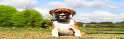 Boxer dogs for sale: Blane - Ad 1