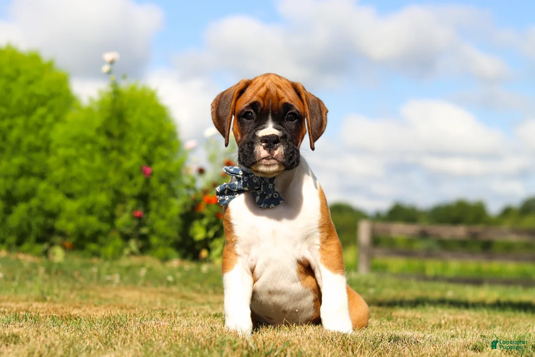 Boxer dogs for sale: Blane - Ad 1
