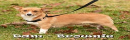 Welsh Corgi Pembroke dogs for sale: Bully - Ad 10