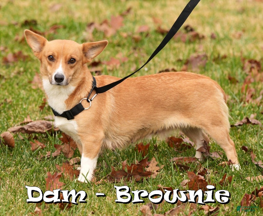 Welsh Corgi Pembroke dogs for sale: Bully - Ad 10