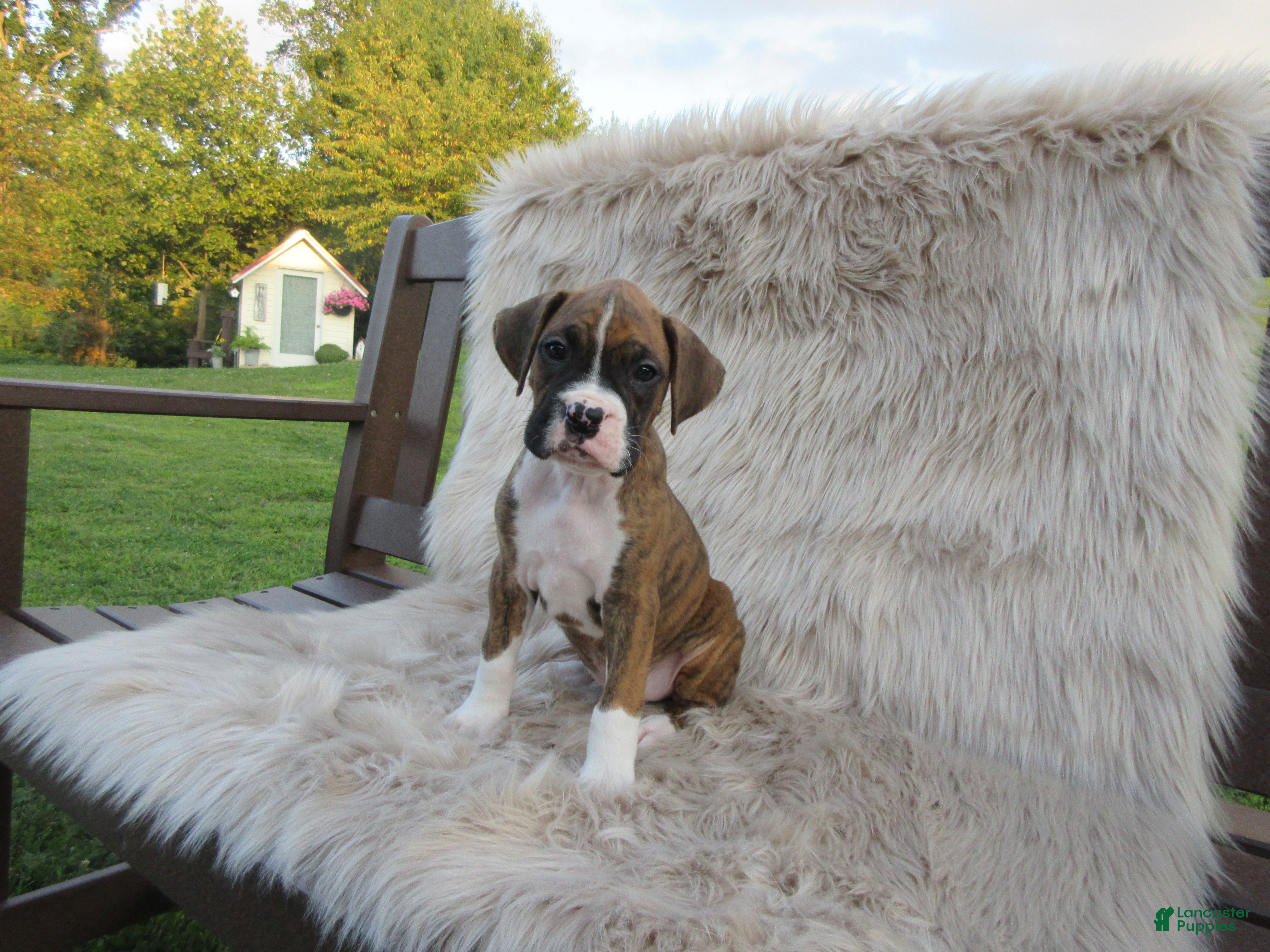 Boxer dogs Champion - Ad 1