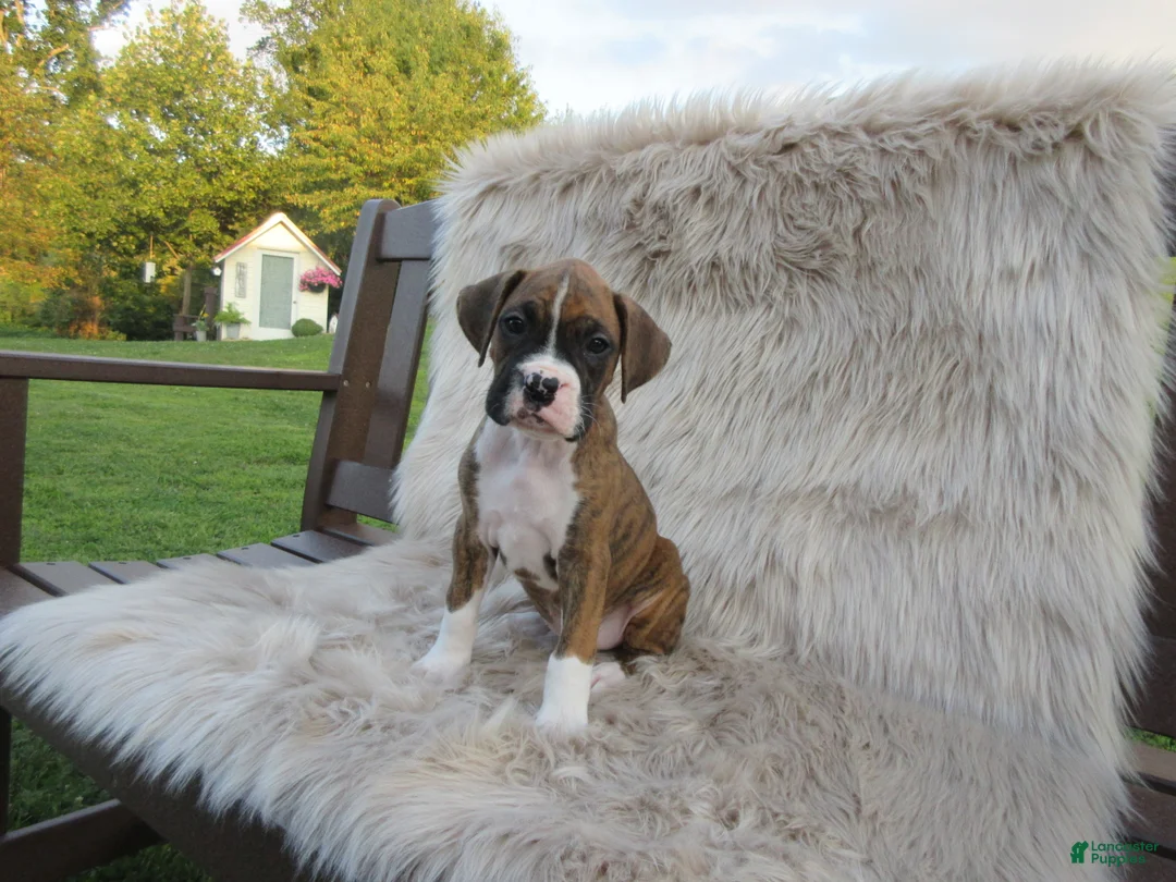 Boxer dogs for sale: Champion - Ad 1