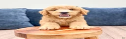 Mini Goldendoodle dogs for sale: Lennon - Ad 2