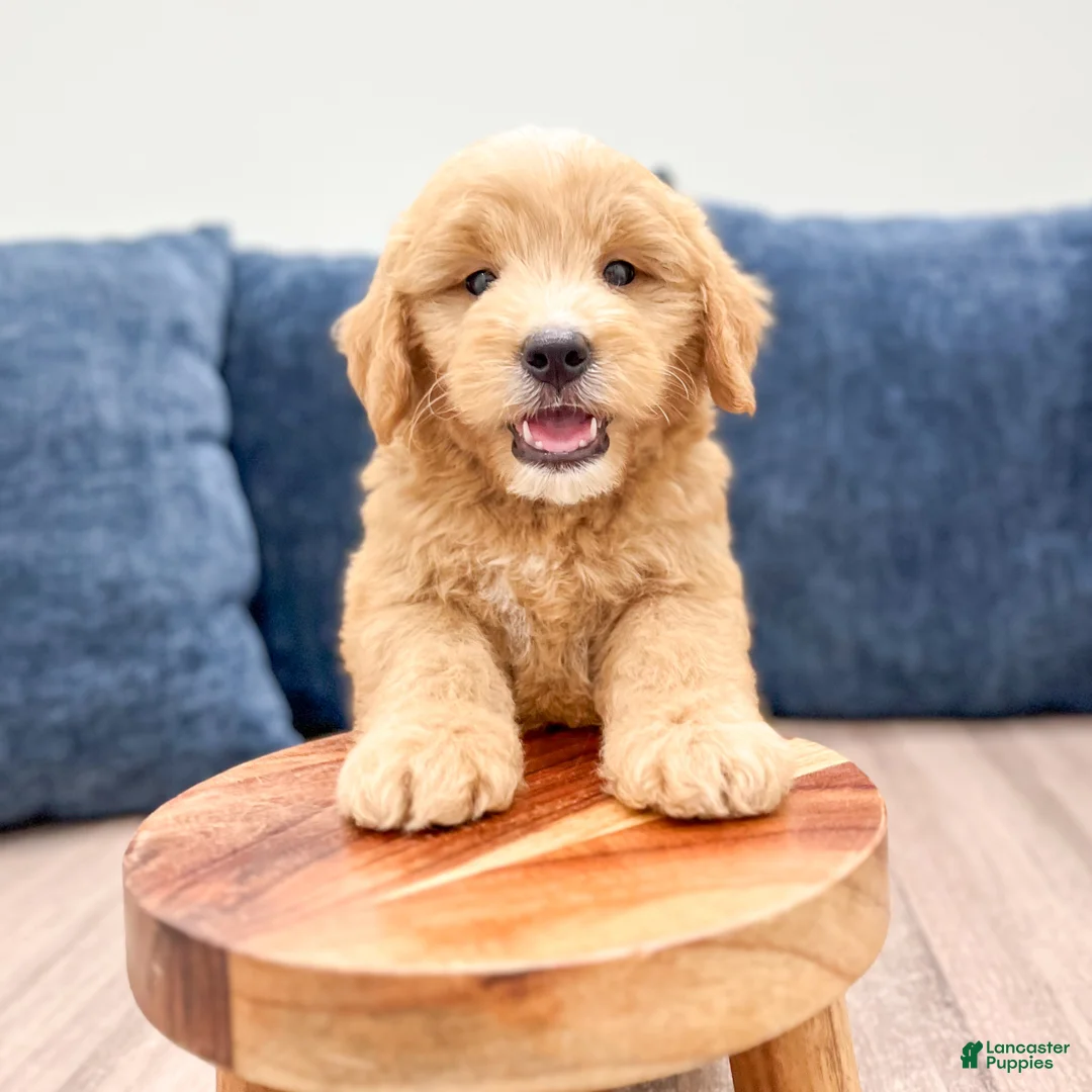 Mini Goldendoodle dogs for sale: Lennon - Ad 2
