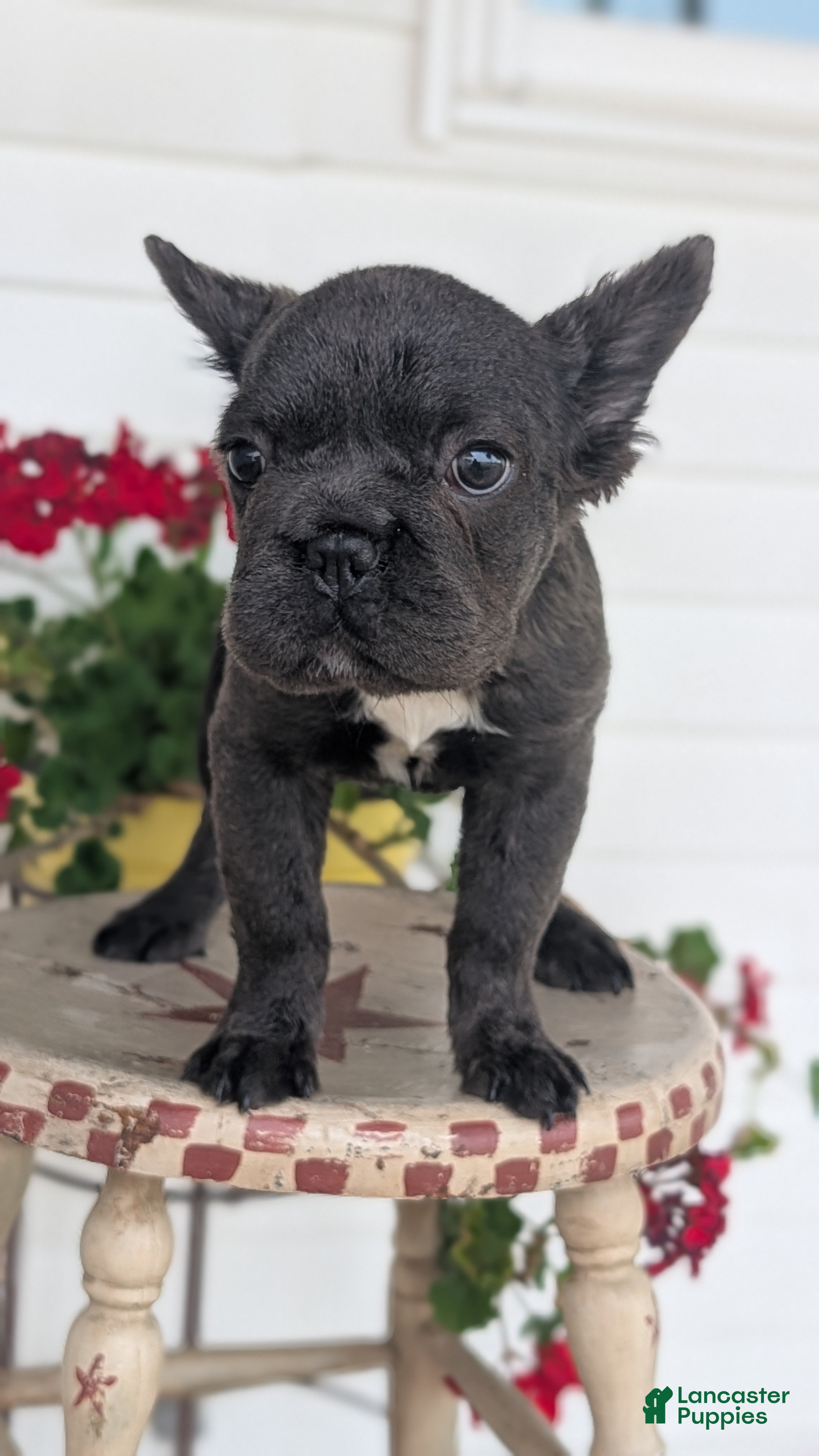 French Bulldog dogs Eden - Ad 2