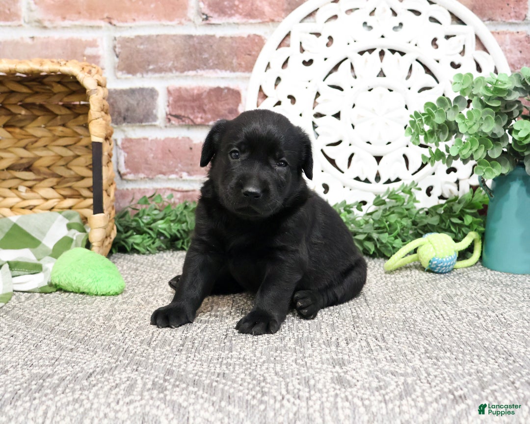 Labrador Retriever dogs for sale: Lawrence - Ad 3