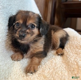 Chiweenie dogs Benny - Ad 2