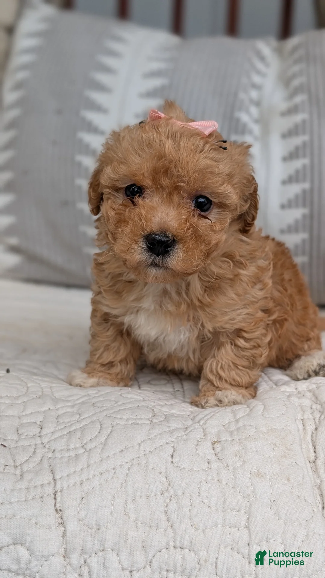 Havapoo dogs for sale: Tara - Ad 2