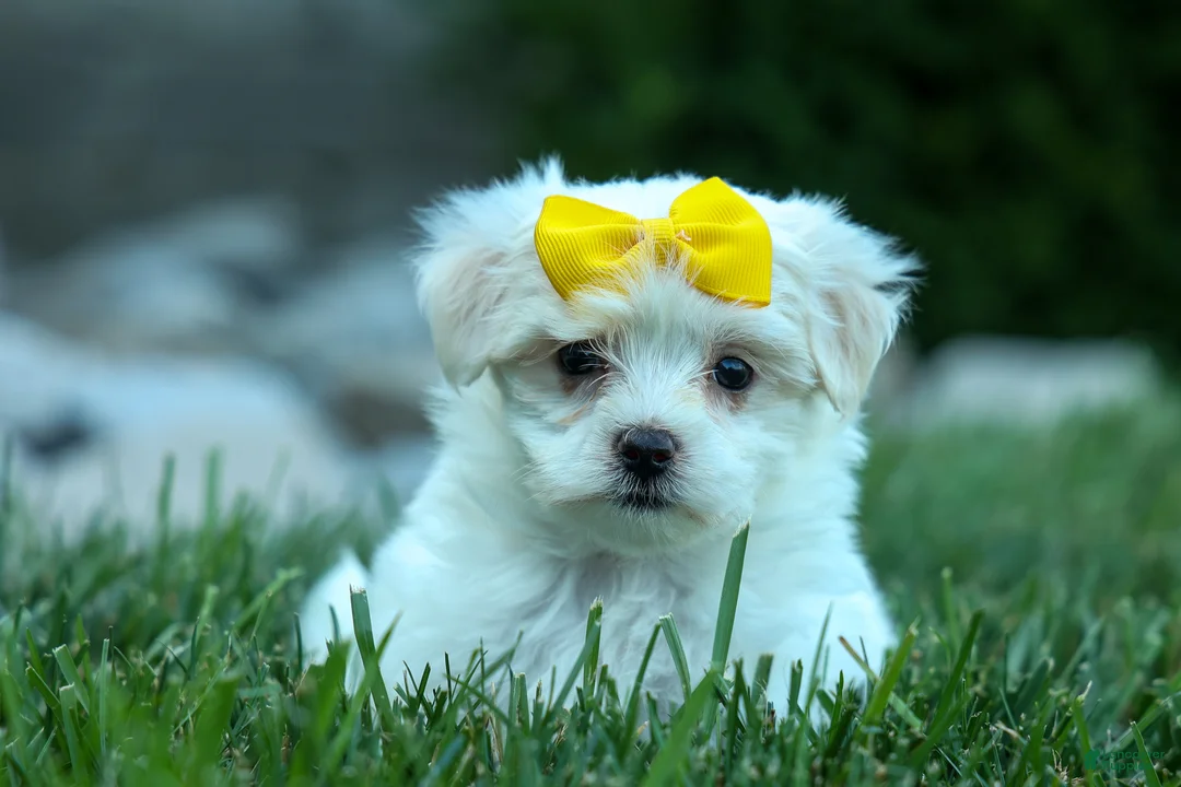 Maltese dogs for sale: PEBBLES - Ad 2