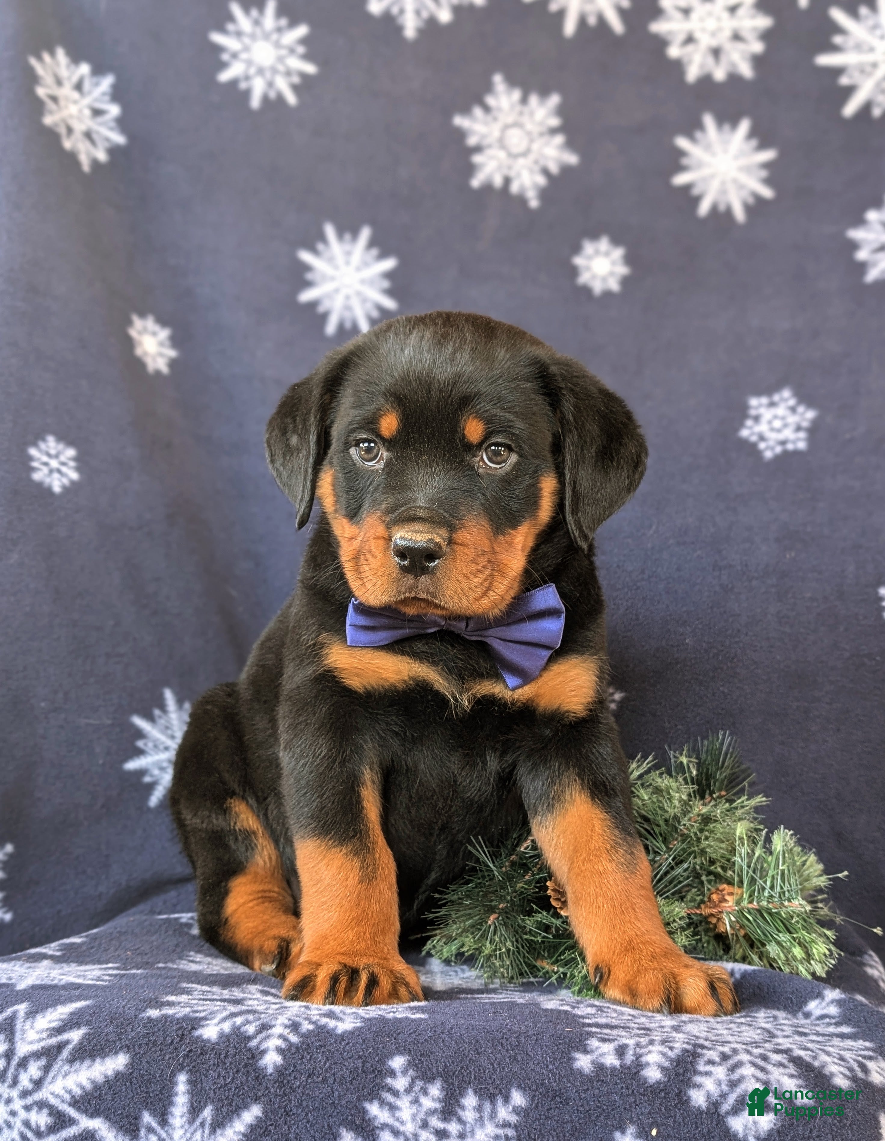 Rottweiler dogs Atkinson - Ad 2