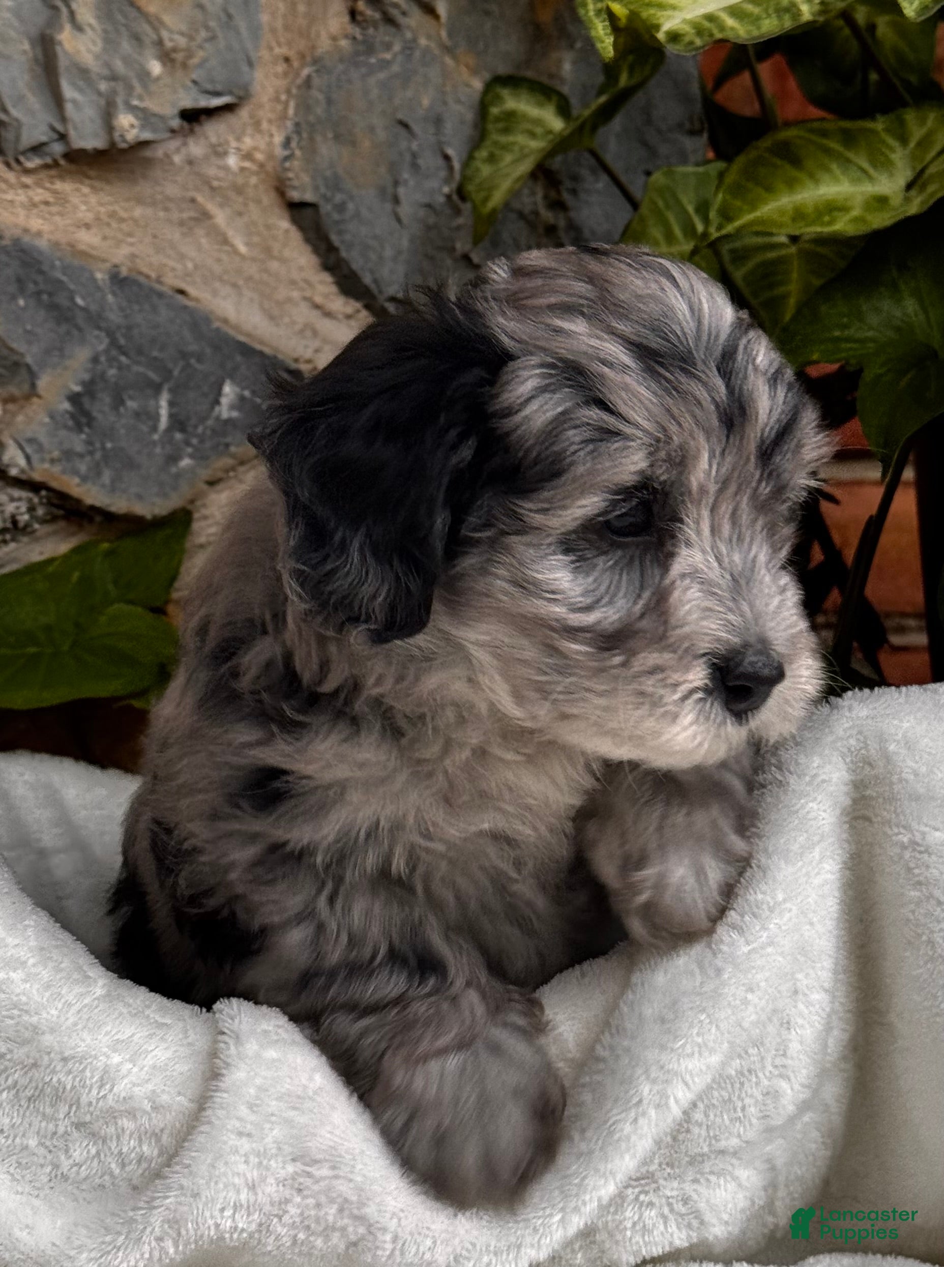 Mini Aussiedoodle dogs Wesley 🐾 - Ad 8