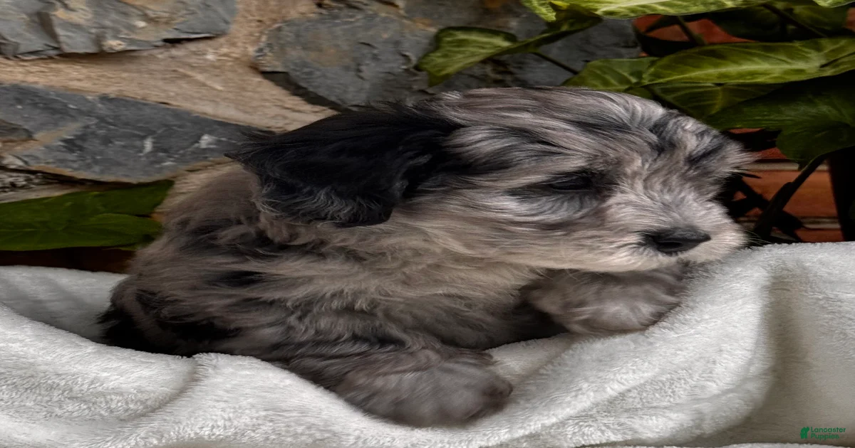 Mini Aussiedoodle Puppies for sale in Queens, New York | Lancaster Puppies