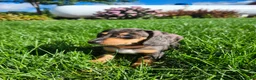 Miniature Dachshund dogs for sale: Remy  - Ad 15