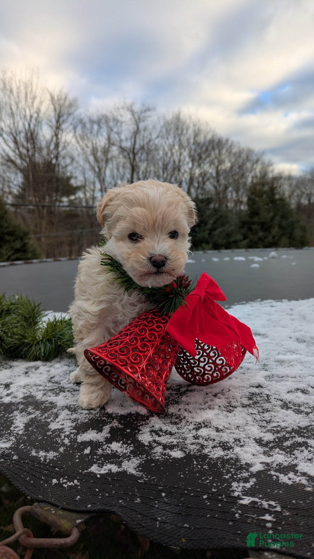 Mini Bernedoodle dogs for sale: Mini Bernedoodle Puppy 1 - Ad 10