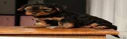 Yorkshire Terrier dogs for sale: Bo - Ad 7