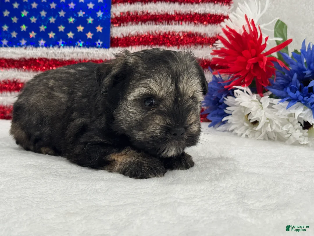Miniature Schnauzer dogs for sale: Piper Male 1 - Ad 2
