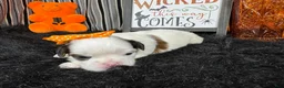 Shih Tzu dogs for sale: Shih Tzu 5 - Ad 3