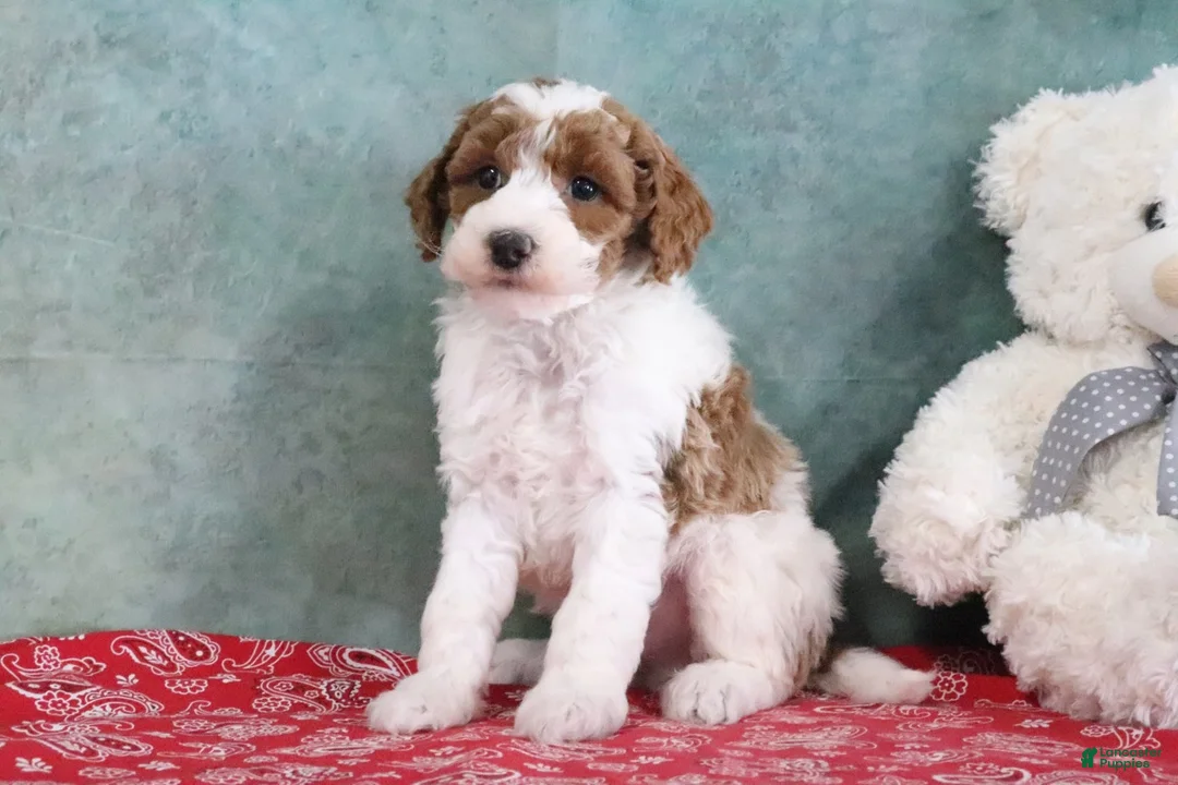 Mini Goldendoodle dogs for sale: Sarge - Ad 1