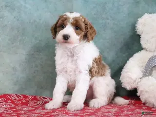 Mini Goldendoodle dogs for sale: Sarge - Ad 4