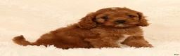 Cavapoo dogs for sale: Randy - Ad 3