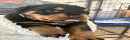 Rottweiler dogs for sale: Rottweiler 2 AKC REGISTERED  - Ad 10