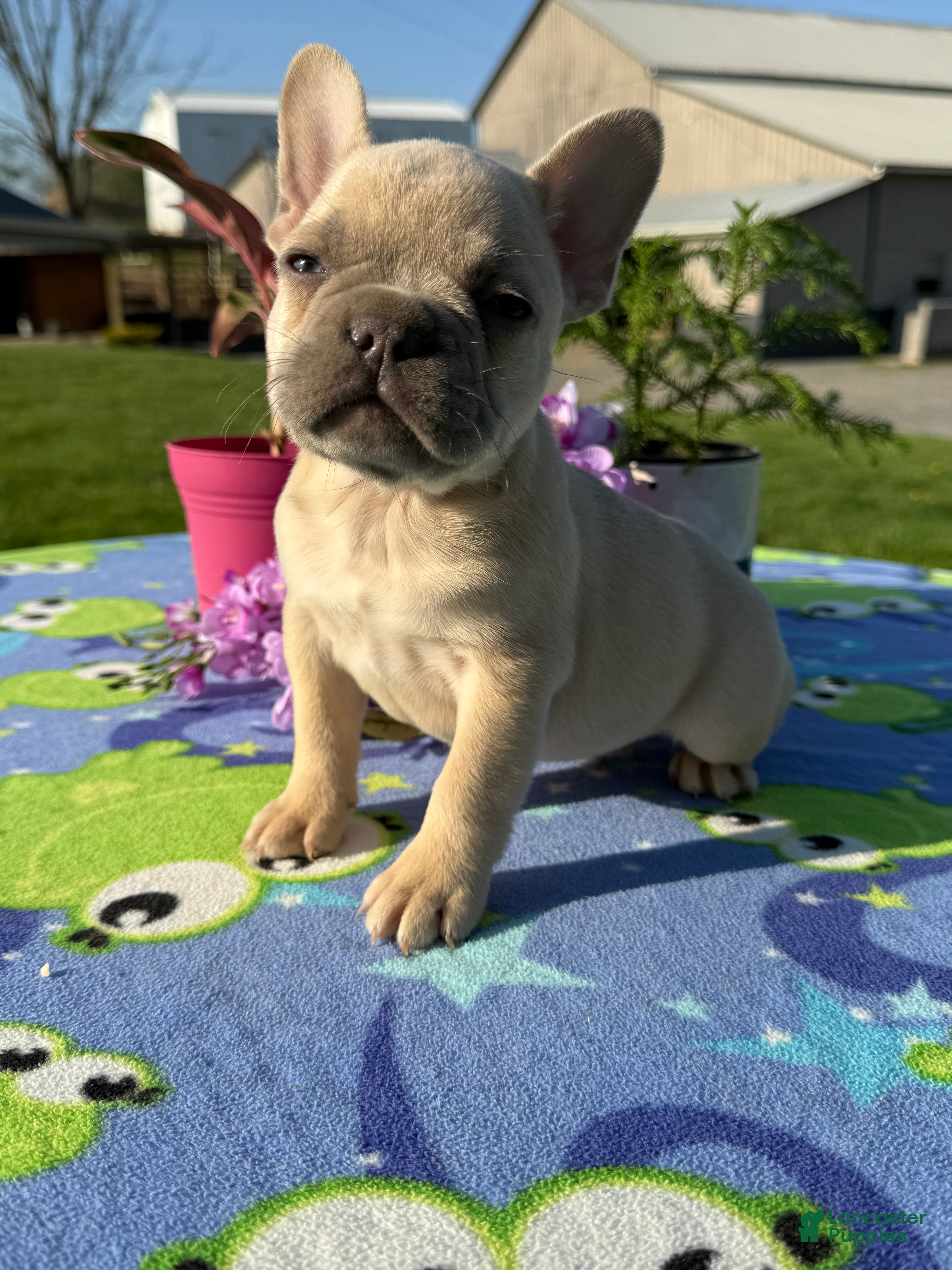 French Bulldog dogs Flynn - Ad 1