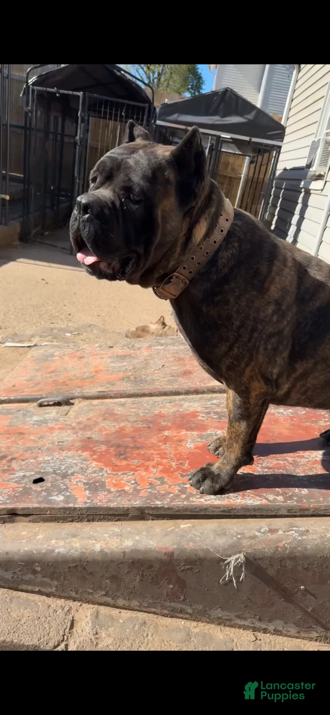 Cane Corso dogs for sale: Koby - Ad 4