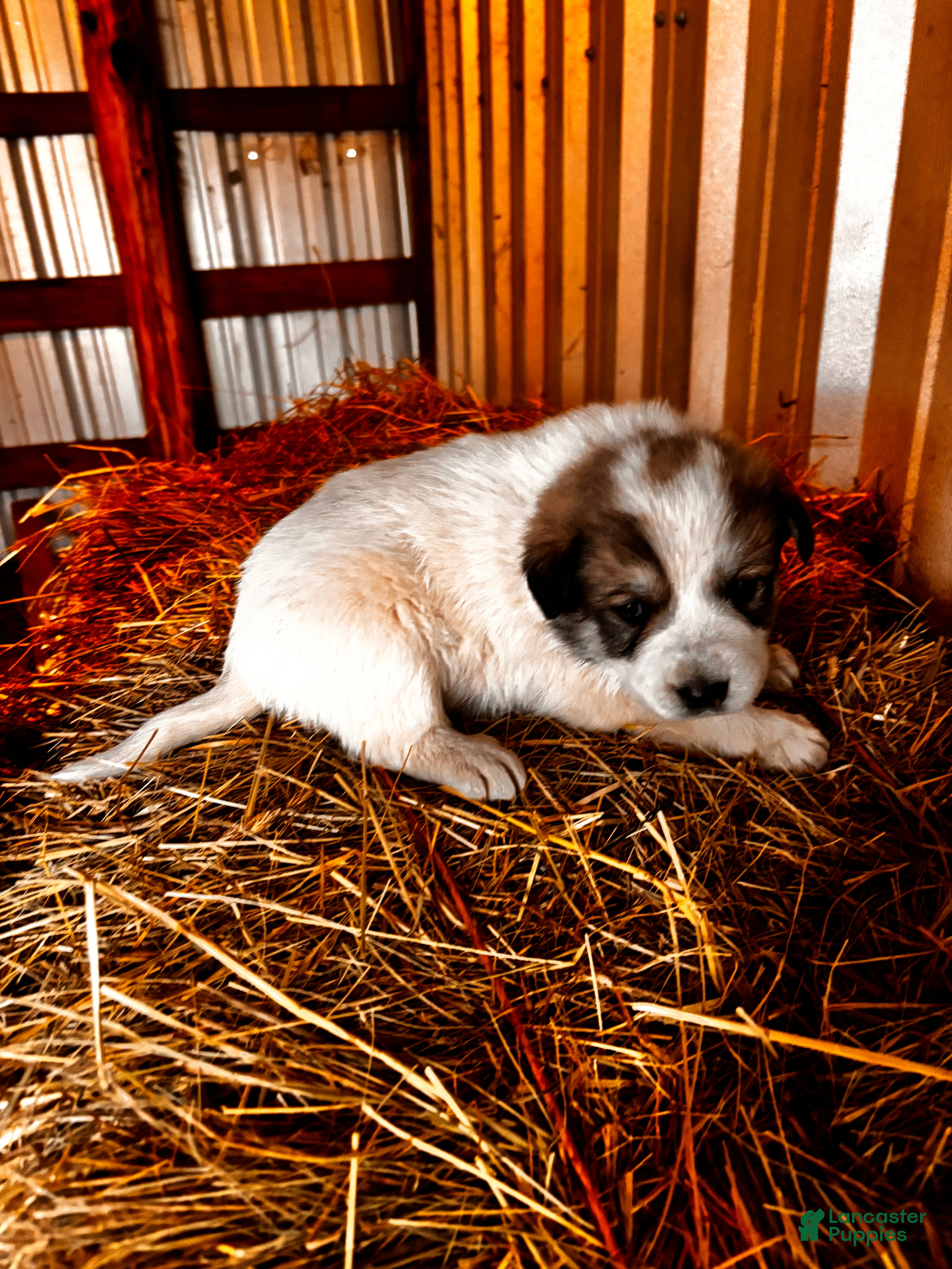 Great Pyrenees dogs Great Pyrenees Puppy 1 - Ad 13