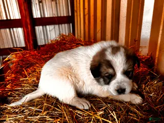 Great Pyrenees dogs Great Pyrenees Puppy 1 - Ad 13