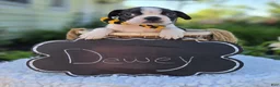 Boston Terrier dogs for sale: Dewey - Ad 6